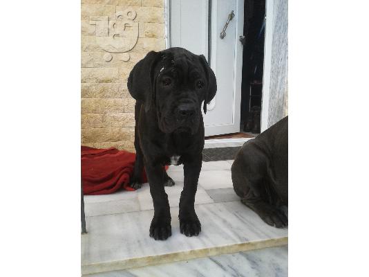 cane corso